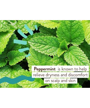 Babo Botanicals Eucalyptus Remedy Conditioner - Gentle & Nourishing Plant-Based Formula for Normal to Oily Hair - Vegan & Hypoallergenic - 6 fl. oz - Buy Online on GoSupps.com