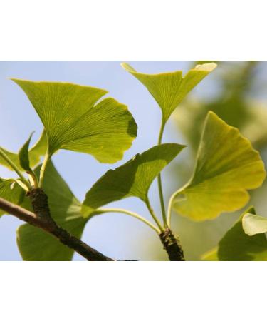  Dr. Spiller Dr. Spiller AHA Ginkgosomes Ginkgosomes Gel - For a clear complexion - Eliminates impurities - Refines pores - Reduces wrinkles - For a more youthful appearance - Increased cell division for a - Buy Online on GoSupps.com