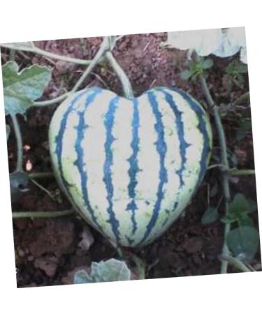 OSALADI Square Tool Strawberry Tool Garden Shaping Molds Fruit Shaping Molds Tool Vegetable Heart-Shaped 17x17cm Transparent - Buy Online on GoSupps.com