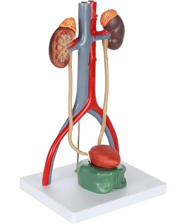 Educational Model Urinary System Model 13.5 Inch Large Male Urinary System Anatomy Model Features Kidneys with Adrenal Glands Ureters and Bladder 19 Numbered Functions - Buy Online on GoSupps.com
