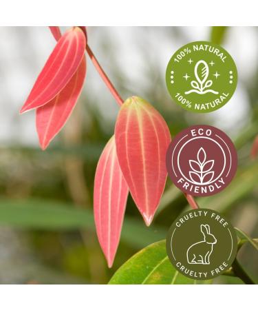 Cinnamon Leaf Essential Oil - 4 fl oz - Amber Glass Bottle w/Cap - GreenHealth - Buy Online on GoSupps.com