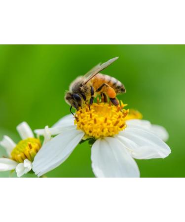 500g Organic Bee Pollen Powder - Extra Fine, Unheated, Pure & Fresh - Buy Online on GoSupps.com