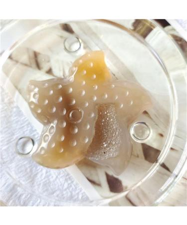 Home Decoration NaturalCrystal Stone Carved Agate geode Starfish Decoration Stones Crystal Stone Collection 40-60 mm 1 Pcs - Buy Online on GoSupps.com