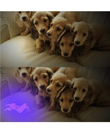 TOINGO UV Flashlight 9 LED 395nm Blacklight Detector for Dog Urine & Pet Stains - Buy Online on GoSupps.com