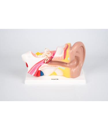 TickiT 03105 Human Ear 4x Life Size Model