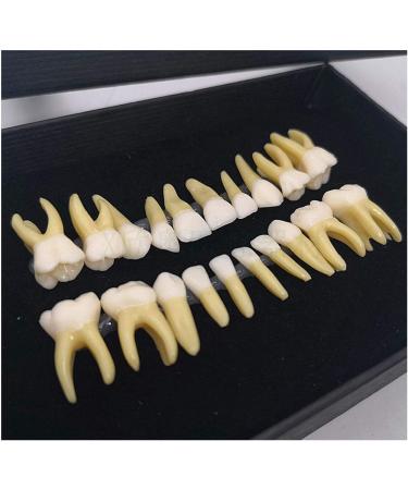 Fhuili Two-Color Permanent Teeth Model - 20 Artificial Dentures for Dental Study & Oral Demonstration - Buy Online on GoSupps.com