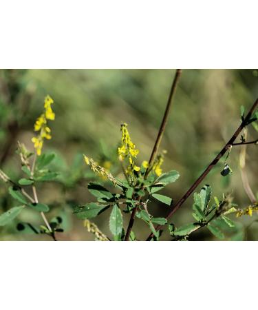  TASTY POTT Tasty Pott Organic Clover Tea - Dried Herbs - Hot Drink - Tincture - Vegan Food - Herbal Tea - Tea - Honey Tea - In a 100g bag - Buy Online on GoSupps.com