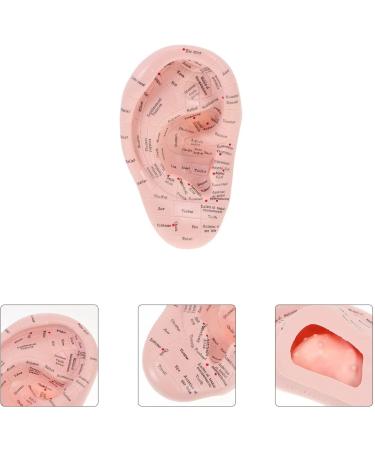 Artibetter 1Pc Human Ear Acupuncture Model - Medical Auricular Massage Tool for Home Use | International Shipping Available - Buy Online on GoSupps.com