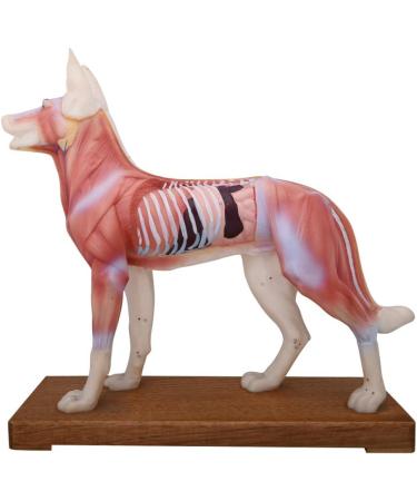 66Fit Dog Acupuncture Model - Essential Pressure Points for Veterinarians | International Shipping Available - Buy Online on GoSupps.com