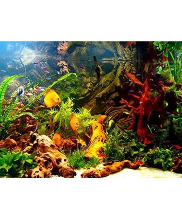TM Aquatix Aquarium Wood Decoration Premium Pieces 100% Natural (40-50cm Mopani) - Buy Online on GoSupps.com