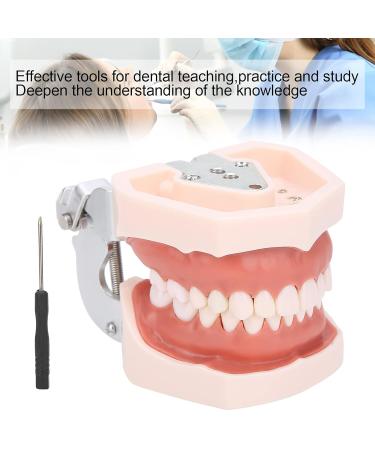 Removable Tooth Model for Dental Education | Simulation Teeth Restoration & Bridge Implants Teaching Aid - Buy Online on GoSupps.com