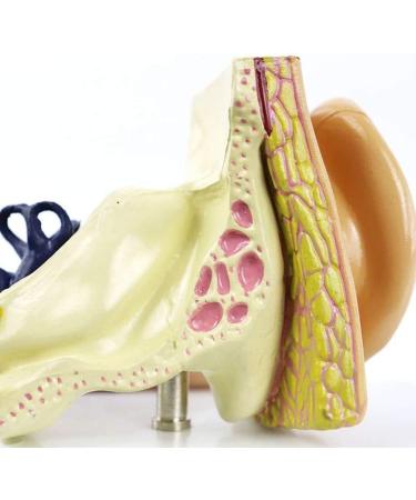 Ear Anatomical Model - Magnification 1.5X Inner Ear Ear System Structure Model Training Model for Medical Medical Practice - Buy Online on GoSupps.com