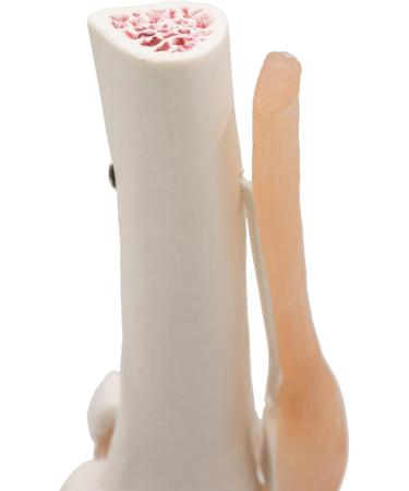 Opaeroo Life Size Anatomical Medical Knee Joint Model with Ligaments - Perfect for Education & Anatomy Studies - Buy Online on GoSupps.com