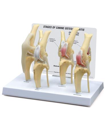Dog Knee Joint Model Four Stage Knee Arthritis Health Knee and Dog Lesion Joint Model for Veterinary Office Teaching Aids