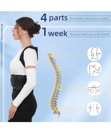 Upgraded Adjustable Back Brace Posture Corrector for Men & Women - Relieve Waist Back & Shoulder Pain Improve Posture (Size L - Buy Online on GoSupps.com