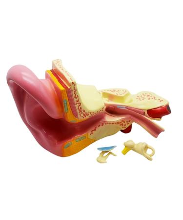 Ear Anatomy Magnified Model Biological Teaching 5 Times Natural Large Cochlea Model External Middle and Inner Ear Demonstration Teaching Aids