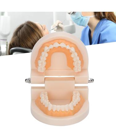 Standard Tooth Model & Dental Practice Tools - Anatomical Typodont for Teaching & Study - Buy Online on GoSupps.com