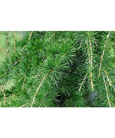 Pure Natural Cedarwood Essential Oil 100ml | Aromatherapy Sauna Infusion & Fragrance Lamp - Shop Internationally - Buy Online on GoSupps.com