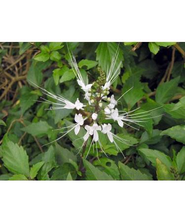 Poonai Meesai Powder 100g | Orthosiphon Stamineus | Java Tea Leaf Powder | Cat Mustache | - Buy Online on GoSupps.com