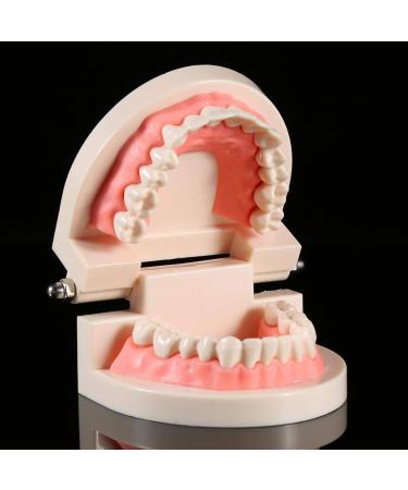 Teeth Model PVC Dental Teaching Aid - Ideal for Kids' Oral Hygiene Demonstration & Study - Buy Online on GoSupps.com