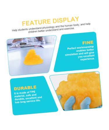 PartyKindom 2pcs Fat Model Models Human Fatty Tissue Demonstration Display 1-Pound Fat Replica Base - Buy Online on GoSupps.com