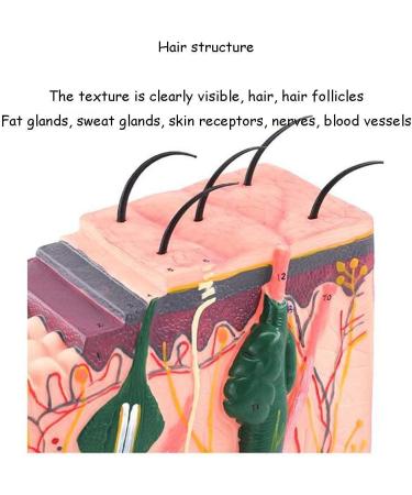 Anatomical Model of The Human Skin Tissue Structure with 35 Times Enlargement - Suitable for Research and Medical Training - Buy Online on GoSupps.com