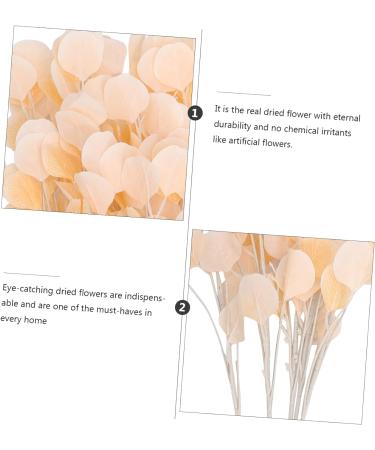 Zerodeko Apple Eucalyptus Bunch Eucalyptus Dried Flowers Flower Vase Dried Real Eucalyptus Branches Arreglos Naturales Wedding Ceremony Decorations Home D cor Spray Plant - Buy Online on GoSupps.com