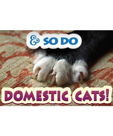 Pet MasterMind Claw Withdraw Cat Scratch Training Spray - Indoor Anti-Scratch Repellent - 4oz - Buy Online on GoSupps.com