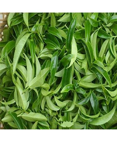 printemps Phoenix th longitudinal unique 250g (0.55LB) Oolong lumi re Parfum naturel th chinois nourriture verte Th Th vert Fenghuang dancong th  - Buy Online on GoSupps.com