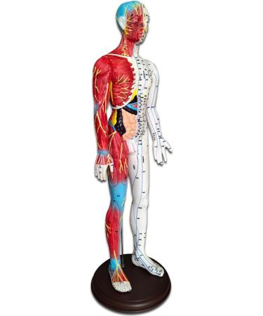 Acupuncture and Muscle Anatomical Male Model Pressure Point and Meridians Acupuncturists and Other Medical Professionals Training Teaching Education (60cm/23.6inch) - Buy Online on GoSupps.com