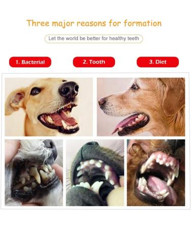 Schecker Tartar Remover Set | Dentist-Quality 2-Part Kit for Dogs Cats & Pets | Effective Tartar Removal - Buy Online on GoSupps.com