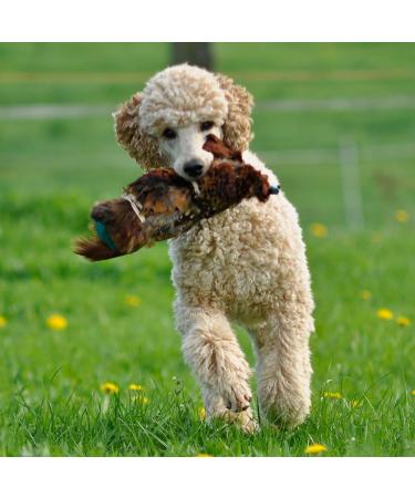 Romneys Pheasant Dummy 500g | Real Plumage & Feather Training Dummy for Hunting Dogs | Floatable Wild Dummy - Buy Online on GoSupps.com