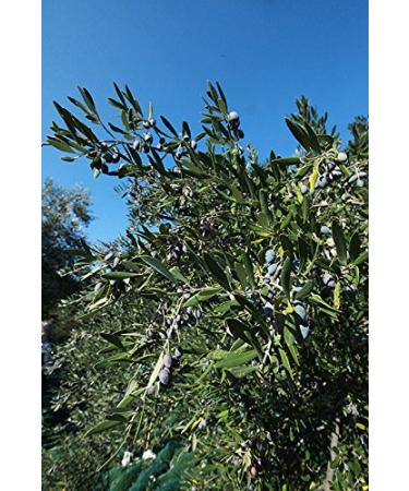 Olive Snack Packs - 8 Ct Kalamata Pitted Olives (2.3 oz Each) | Healthy Gourmet Snacks - Buy Online on GoSupps.com