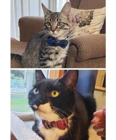 LaReine Plaid Print Breakaway Cat Collar with Bell & Bow Tie - Adjustable Safety Collar for Kittens - Purple Bling Option - Buy Online on GoSupps.com