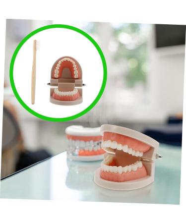Buy Solustrie Dental Study Model for Kids | Educational Teeth & Oral Cavity Teaching Toy - International Shipping Available - Buy Online on GoSupps.com