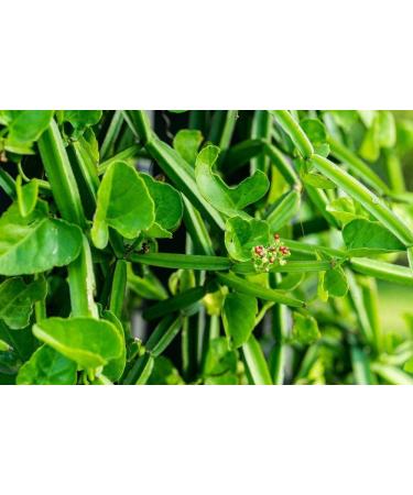 AOZA SAARA : Pirandai Powder (Cissus Quadranglaris) Powder- 100 Grams - Buy Online on GoSupps.com