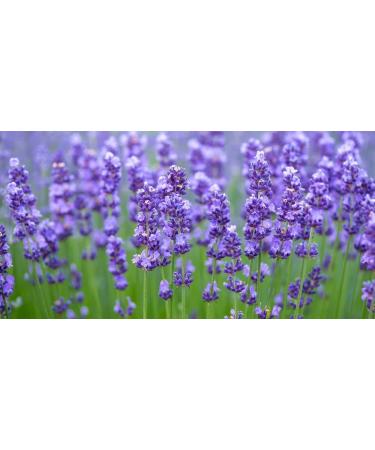 LaProve Shea butter with lavender 80 g - Buy Online on GoSupps.com