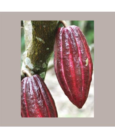 Lucgel Srl Lot de 10 pr parations en poudre pour chocolat chaud go t cacao monodose 30 g Domori - Buy Online on GoSupps.com