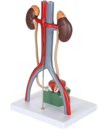 Anatomy Model Body Urine System Model 4-Part Dissected Kidney Structure | Inner Structure of The Bladder Kidneys with Adrenal Glands Urine Conductors and Bladder - Buy Online on GoSupps.com