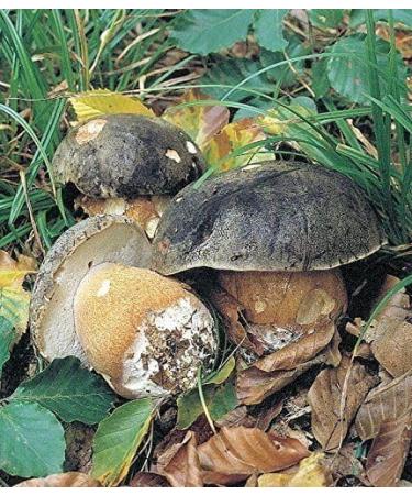 WENXUANSU:2 Pound (908 grams) Boletus aereus mushroom dried Grade A Black porcini - Buy Online on GoSupps.com