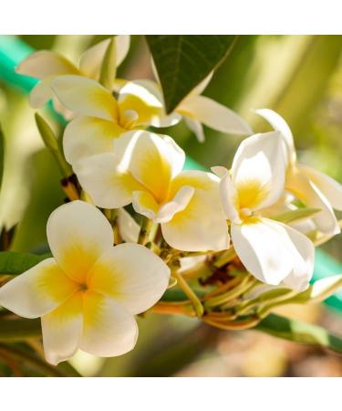 Deve Herbes Frangipani Essential Oil (Plumeria alba) with Glass Dropper Steam Distilled 100ml (3.38 oz) - Buy Online on GoSupps.com