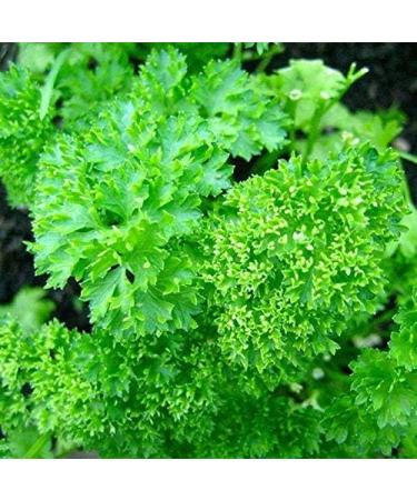 PLAT FIRM Seed Germination 300 Seeds Parsley Seeds Triple Curled A Beautiful Garnish High Vitamin C Content Free Ship - Buy Online on GoSupps.com