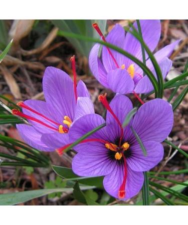 Saffron Crocus 25 Bulbs + Saffron Bulb Food | Crocus Sativus | Fast Shipping - Buy Online on GoSupps.com