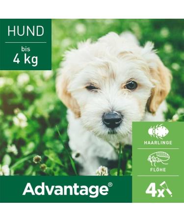 Elanco Advantage Spot-on 40 for Very Small Dogs - Quick Flea Control & Protection Up to 4 Weeks | 4 Pipets (0.4 ml) - Buy Online on GoSupps.com