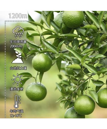 HQZM Xinhui Chenpi Puer Ripe Tea 315 Tangerine Puerh 500g Fruit Scented With A Natural Fragrance Of 1764oz - Buy Online on GoSupps.com