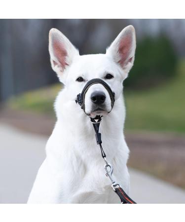 Goodboy Dog Halter for Training | Stop Heavy Pulling on Leash | Padded and Adjustable for Small Medium & Large Dogs | Size 3 - Black Nylon - Buy Online on GoSupps.com