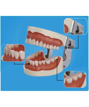 Shop Bovdc Teeth Model - Complete Dental Learning Tool for Tooth Extraction & Patient Communication - Buy Online on GoSupps.com