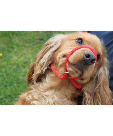 All-in-One Dog Headcollar Lead and Halter - Anti-Pull Solution (Red) - Buy Online on GoSupps.com