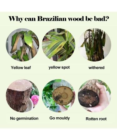 Brazilian Wood Plant Food Lucky Bamboo Liquid Fertilizer Lucky Brazilian Wood Houseplant Fertilizer Brazilian Wood Flowering Special Nutrient Solution (1pcs) - Buy Online on GoSupps.com