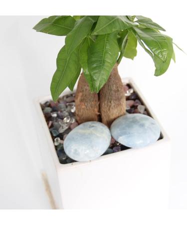 Orientrea Celestite Palm Stone - Smooth Healing Crystal for Anxiety Relief - Buy Online on GoSupps.com